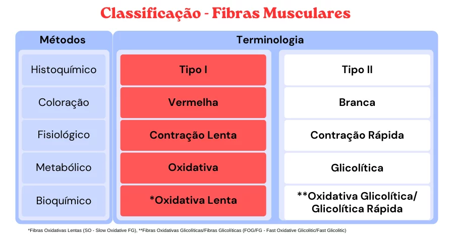 Fibras musculares, tipos e adaptações aos exercícios